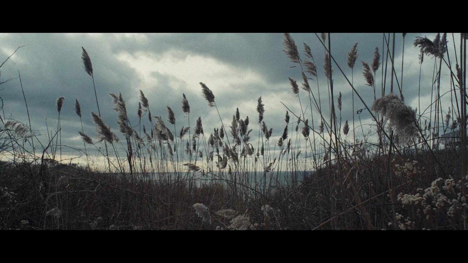 a bunch of tall grass blowing in the wind