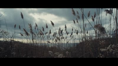 a bunch of tall grass blowing in the wind
