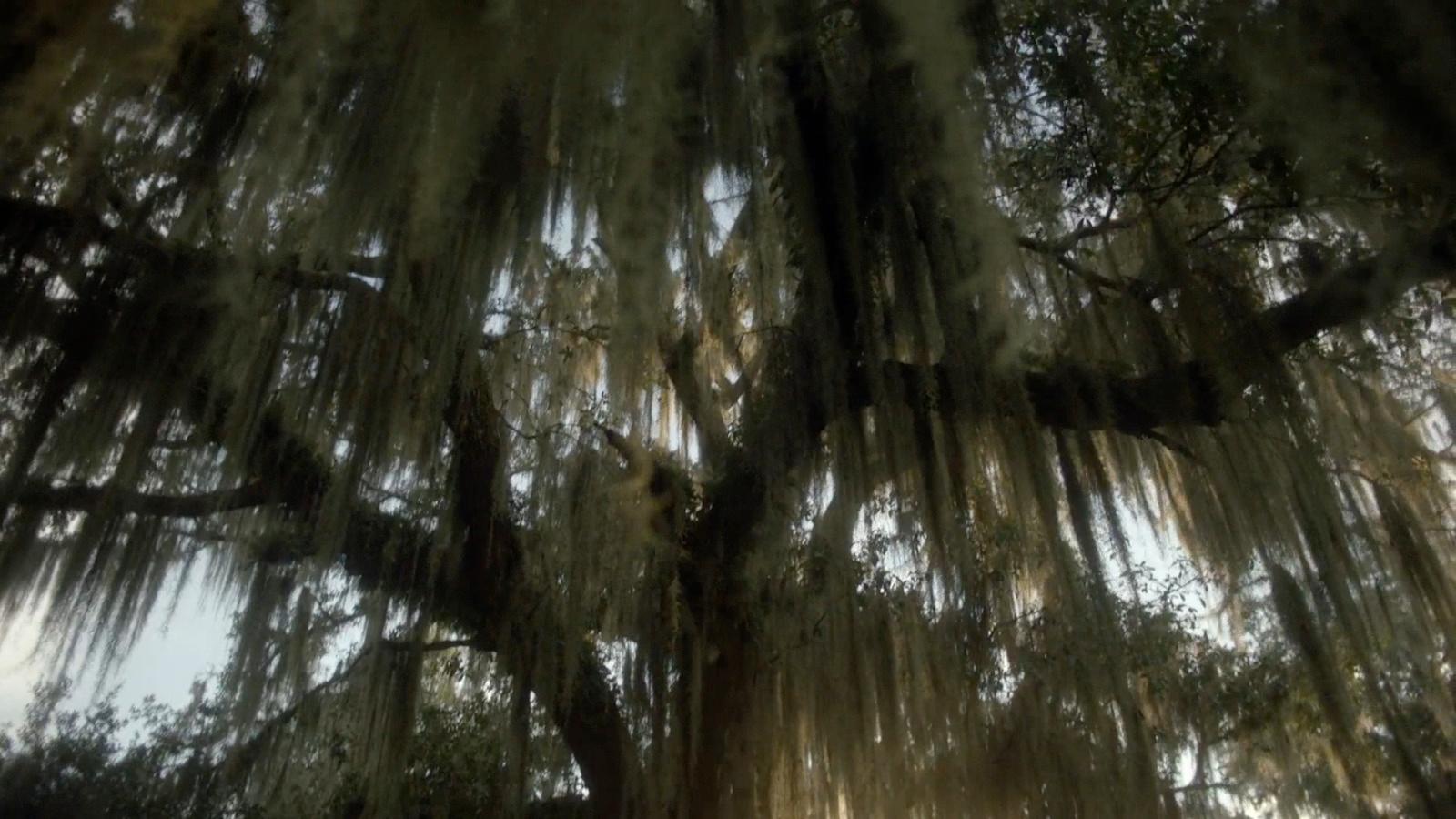 a large tree with lots of moss hanging from it's branches
