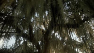 a large tree with lots of moss hanging from it's branches