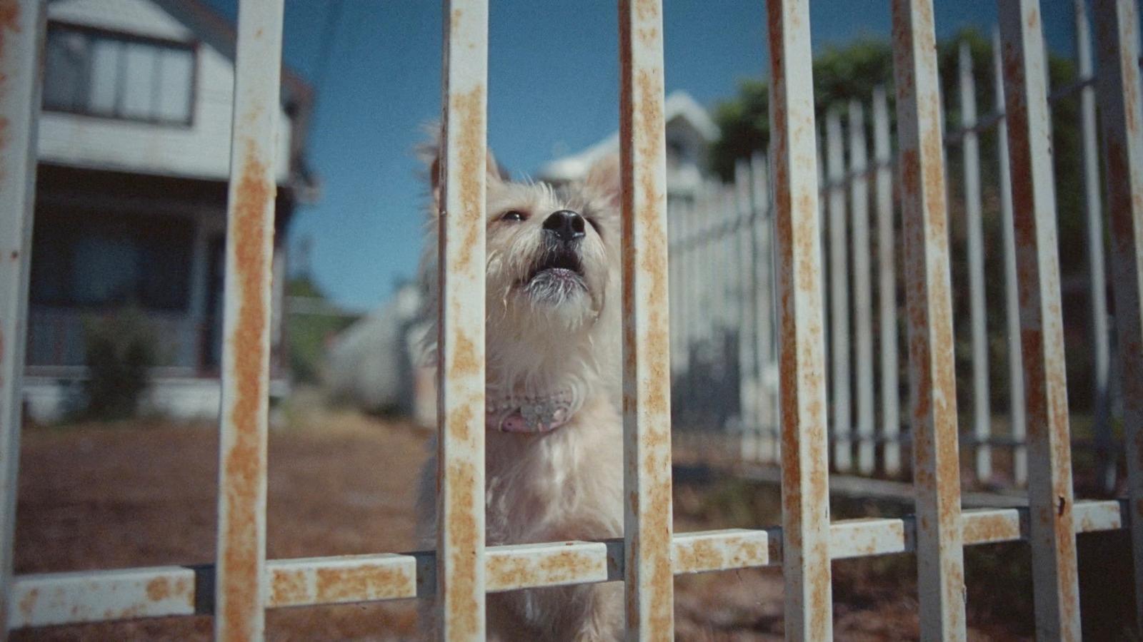 a small white dog standing behind a metal fence