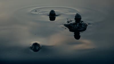 a couple of ducks floating on top of a body of water