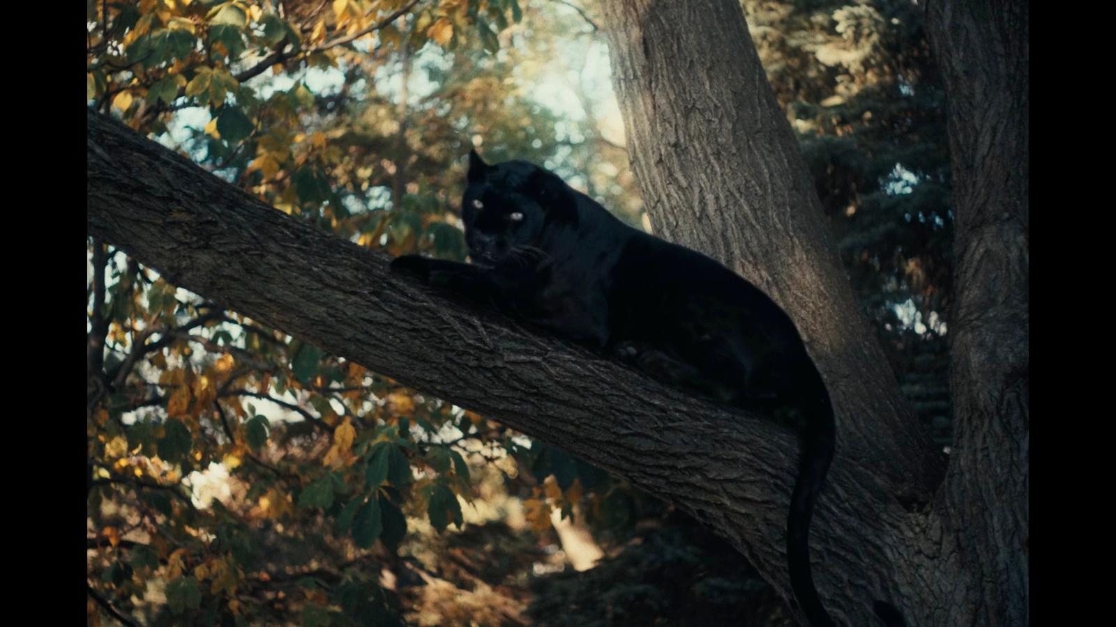 a black cat sitting on top of a tree branch