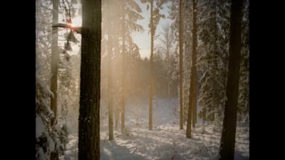 a forest filled with lots of trees covered in snow