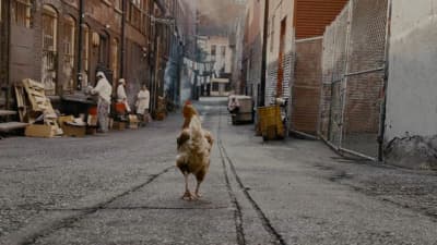 a chicken walking down a street next to a building
