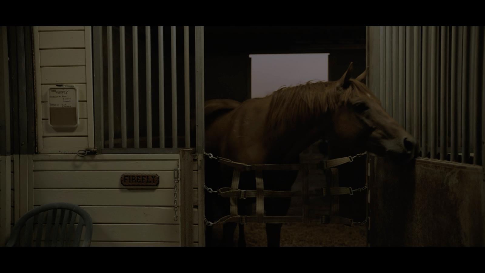 a brown horse standing in a stable next to a door