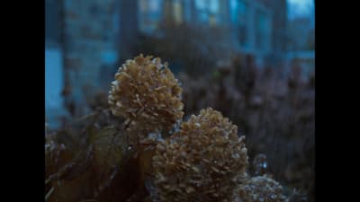 a close up of a plant with a building in the background