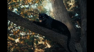a black cat sitting on top of a tree branch