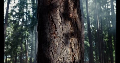 a large tree in the middle of a forest