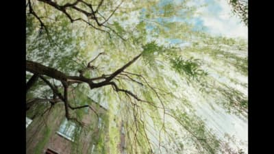 a picture of a tree in front of a building
