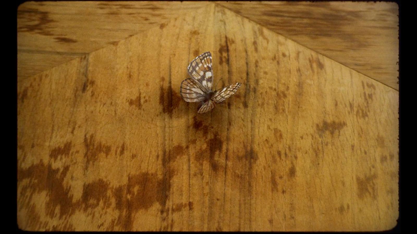 a close up of a butterfly on a wooden floor