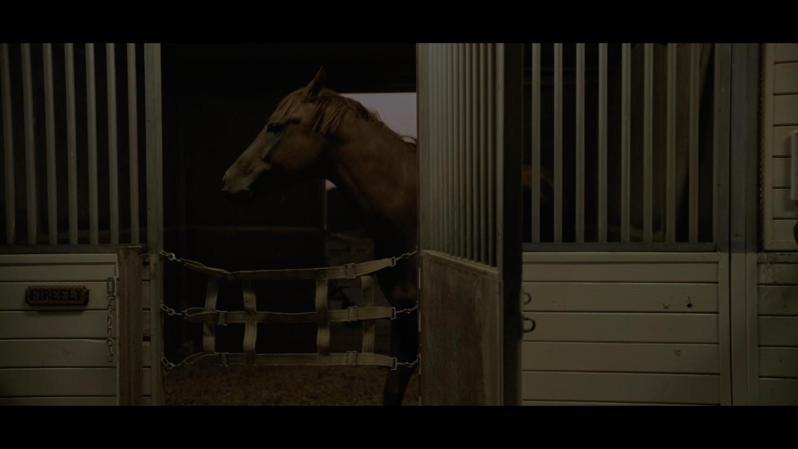 a horse in a stable looking out of the stall