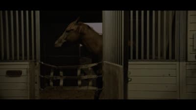 a horse in a stable looking out of the stall