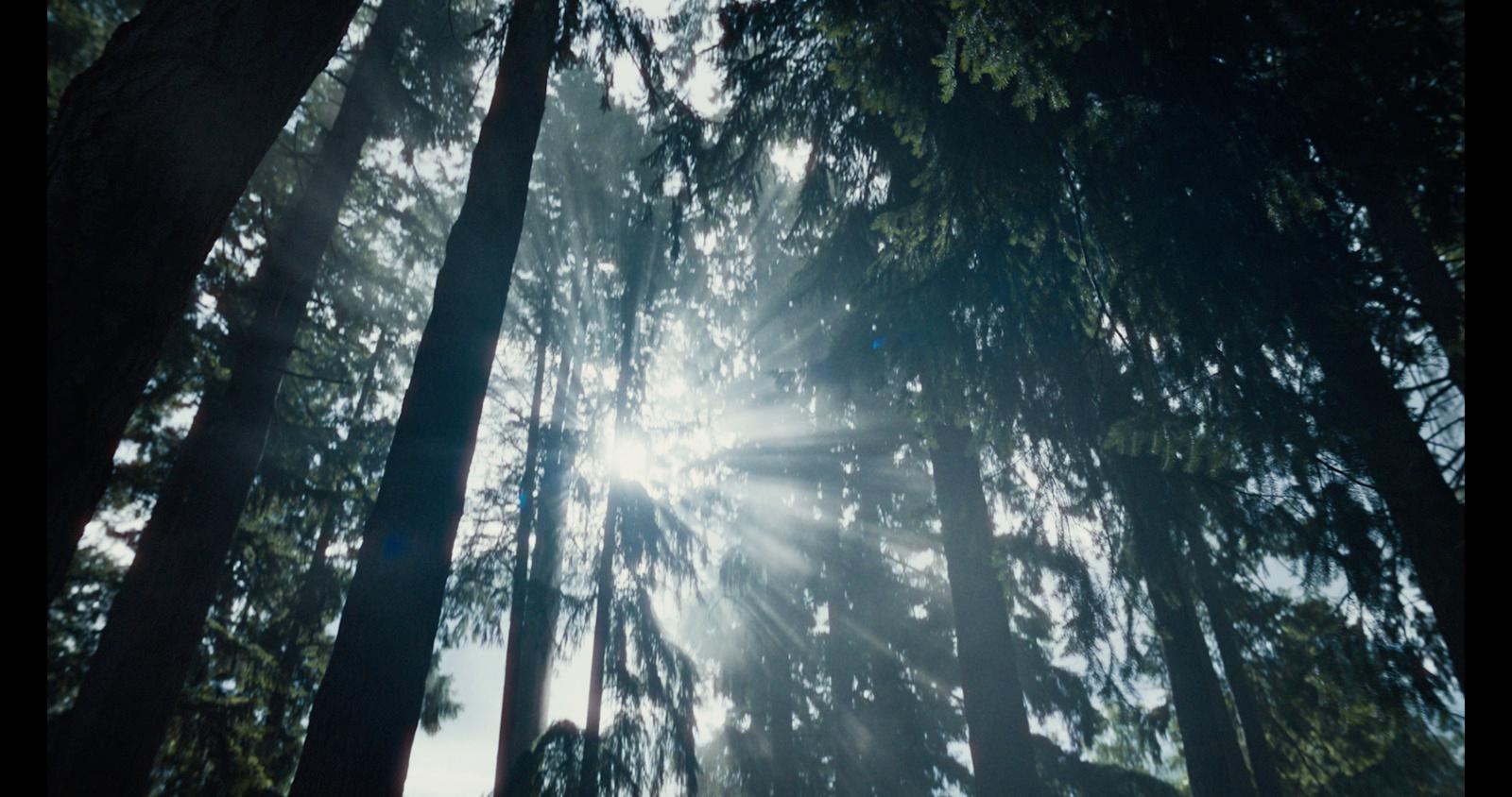 the sun shines through the trees in the forest