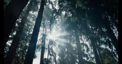 the sun shines through the trees in the forest