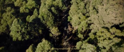 an aerial view of a forest with lots of trees