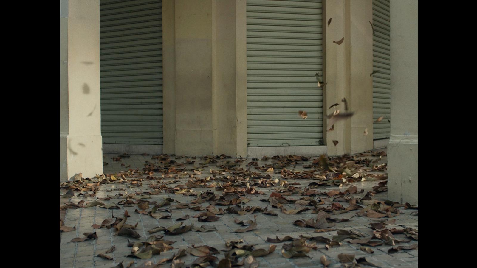 a bunch of leaves that are on the ground