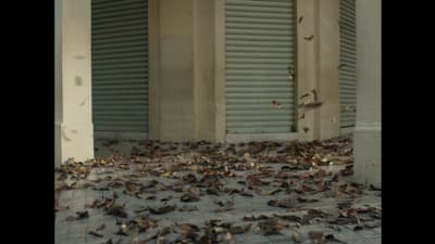 a bunch of leaves that are on the ground