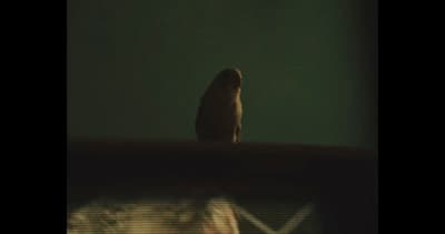 a bird sitting on top of a chair in a room