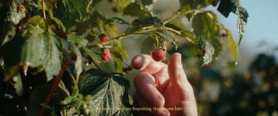 a hand reaching for a berry on a bush
