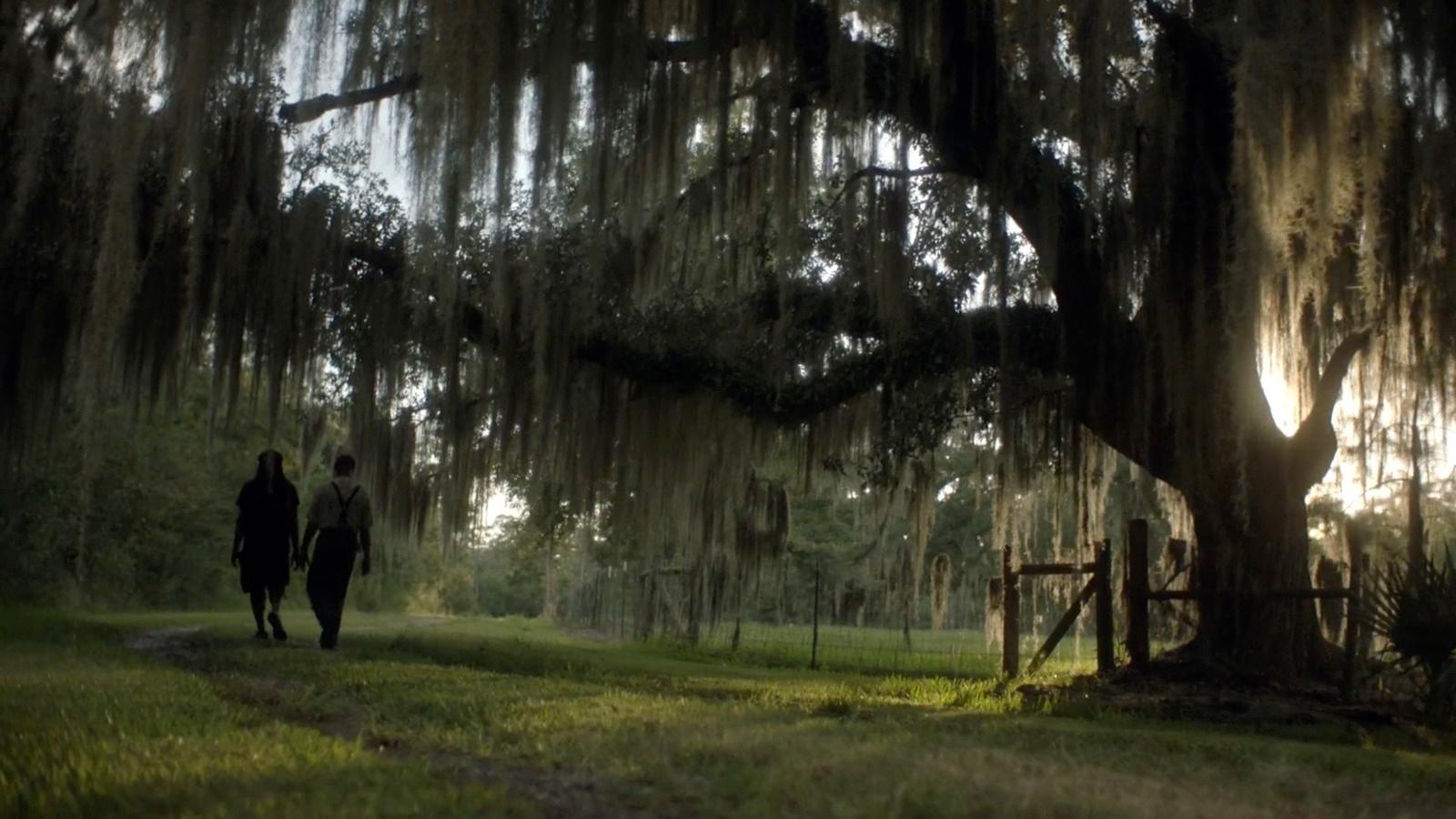two people walking down a path under a large tree