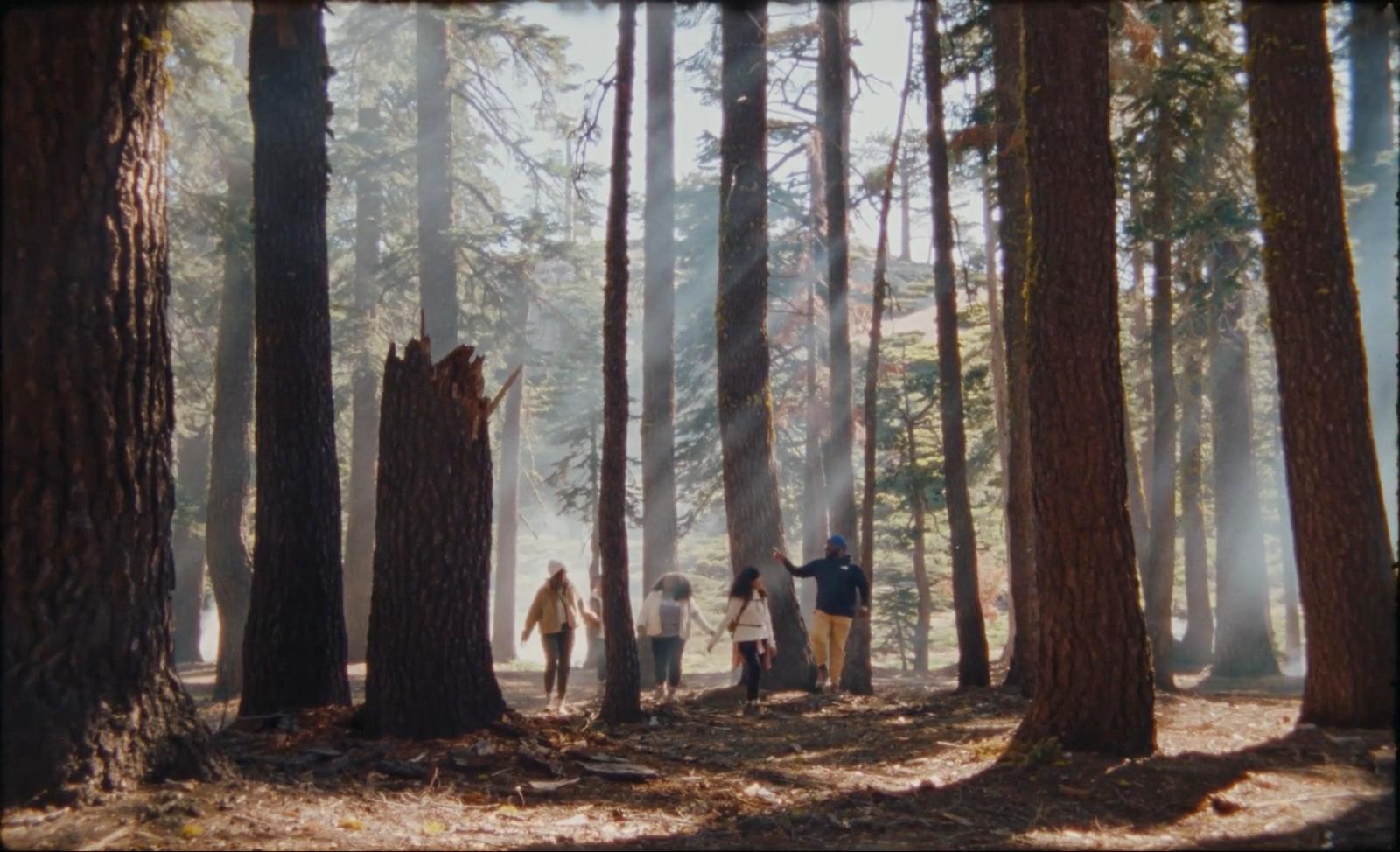 a group of people walking through a forest