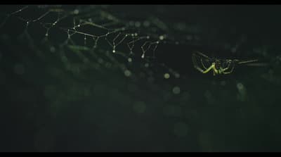 a close up of a spider on a leaf