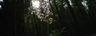 a flower in the middle of a forest