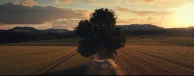 an aerial view of a tree in a field