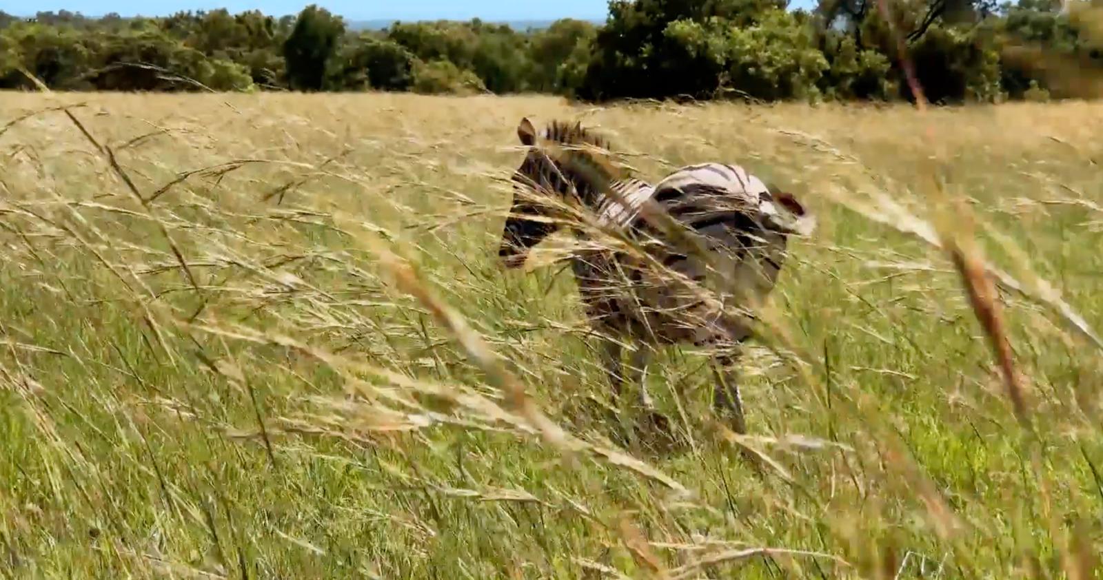 a person walking through a field of tall grass