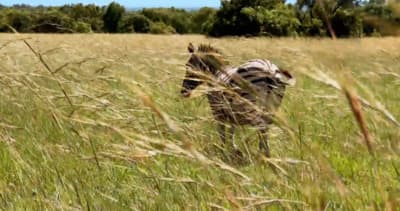 a person walking through a field of tall grass