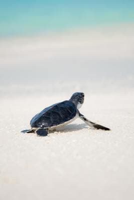 a small turtle is walking on the beach