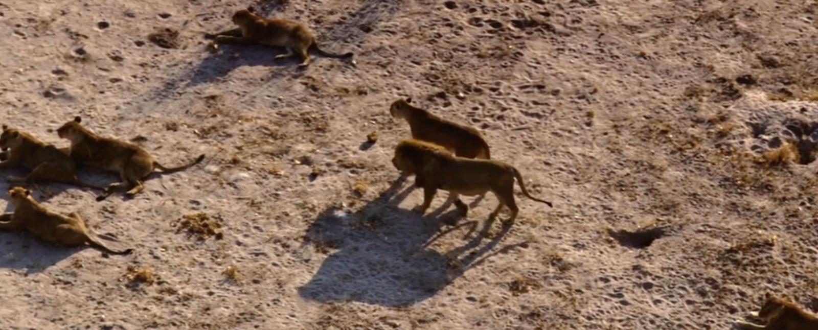a group of wild animals standing on top of a dirt field