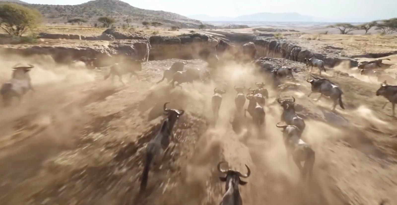 a herd of cattle running across a dirt field