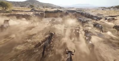 a herd of cattle running across a dirt field