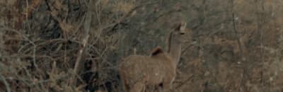 a deer standing in a field of tall grass