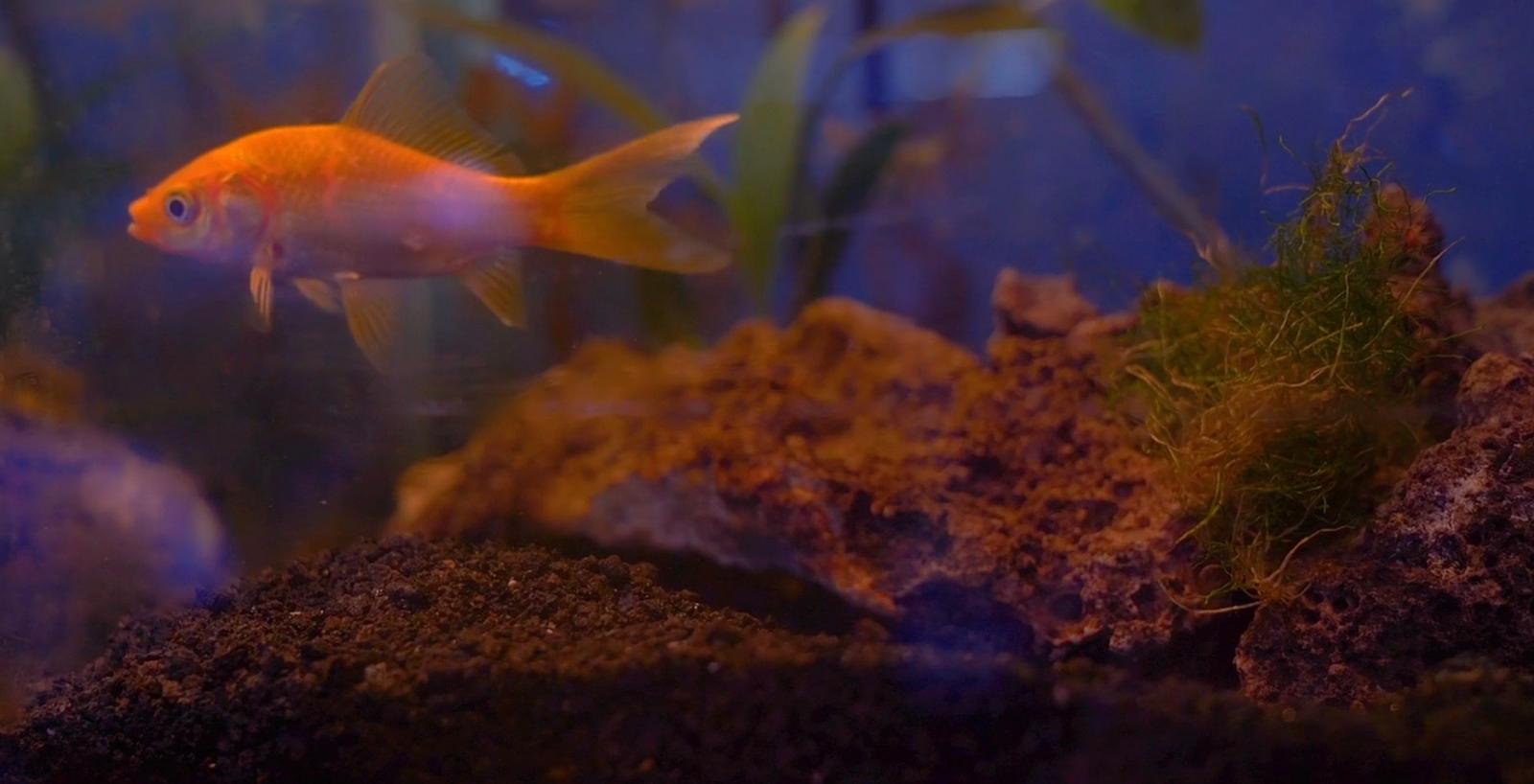 a fish that is swimming in some water