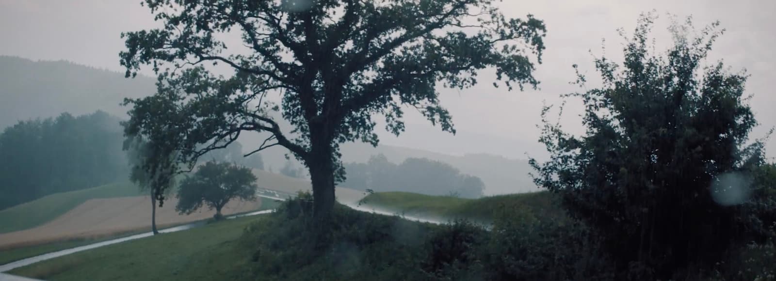a tree on a hill near a road