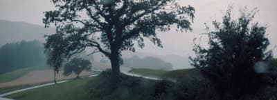 a tree on a hill near a road