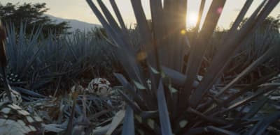 the sun shines through the leaves of a plant