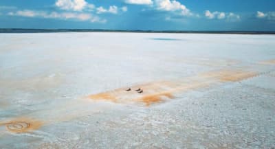 a couple of birds sitting on top of a sandy beach