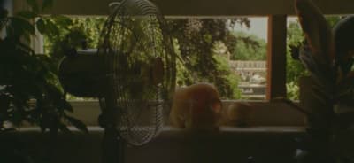 a cat sitting in a window sill next to a fan