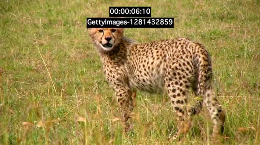 a cheetah standing in a field of tall grass