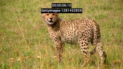 a cheetah standing in a field of tall grass