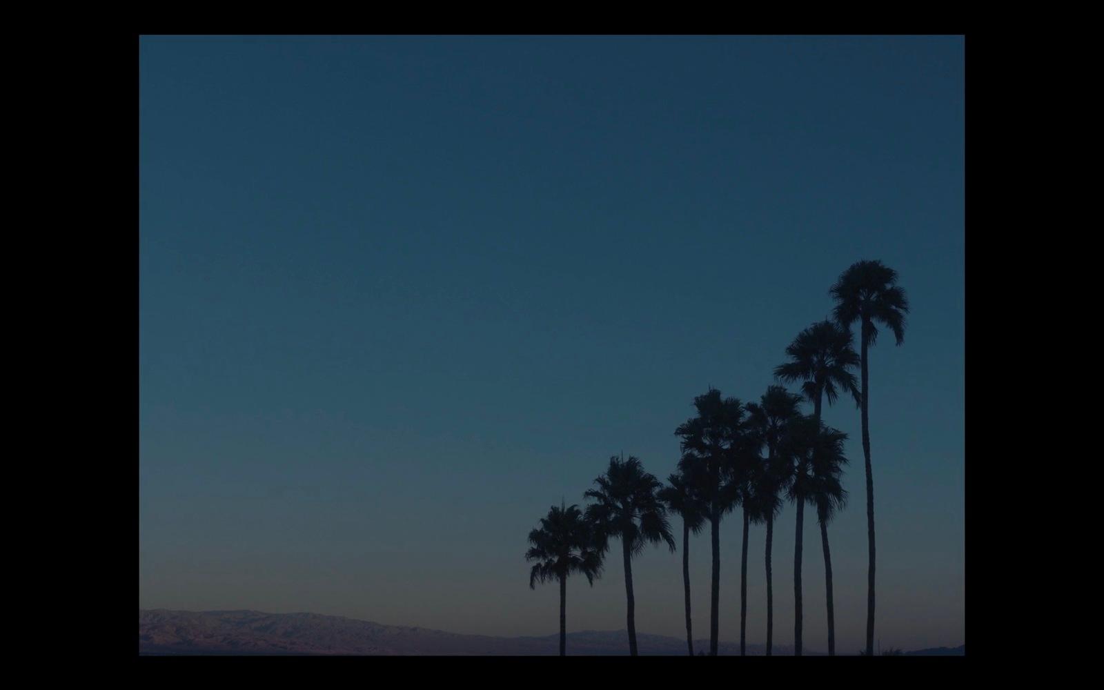 a row of palm trees in front of a blue sky