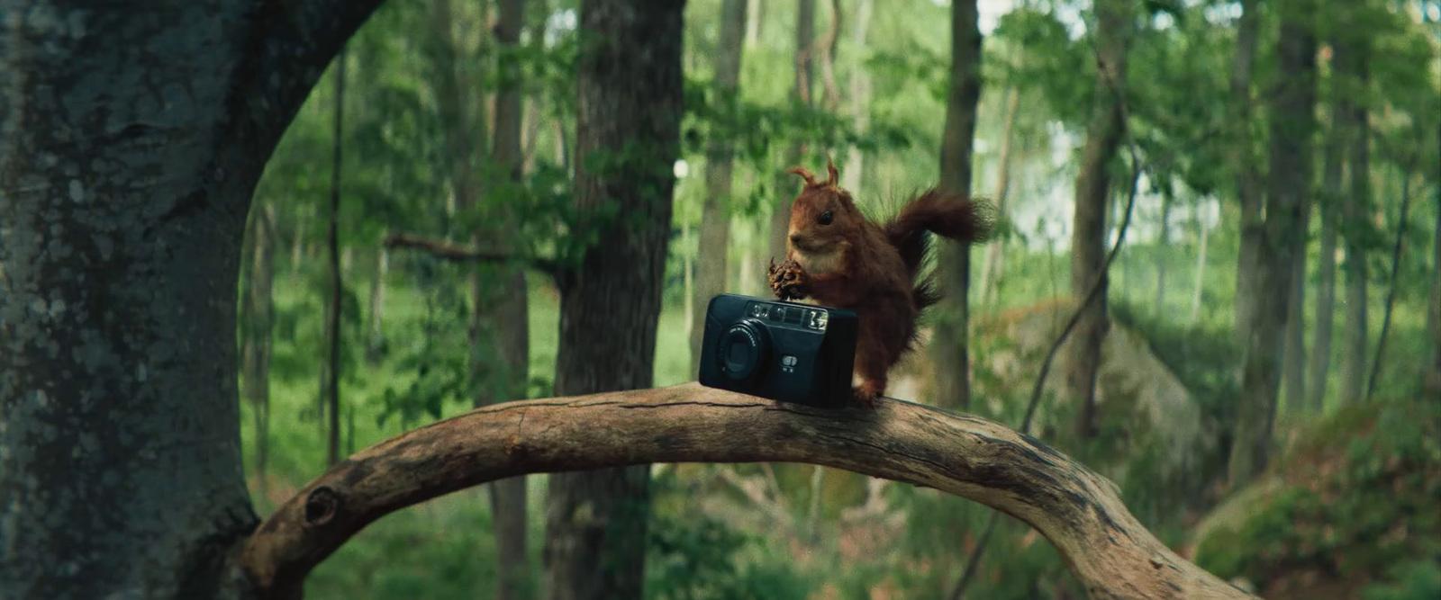 a squirrel sitting on a tree branch with a camera