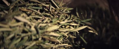 a close up of a bunch of green grass