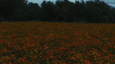 a field full of red flowers under a cloudy sky