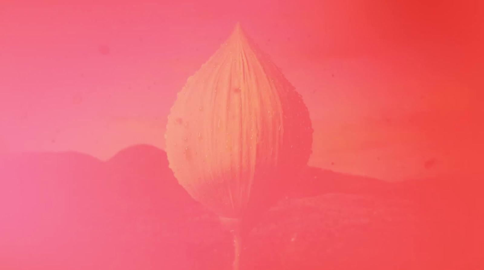a single flower on a pink and red background