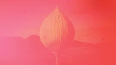 a single flower on a pink and red background
